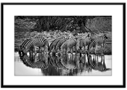 Zebras and reflection