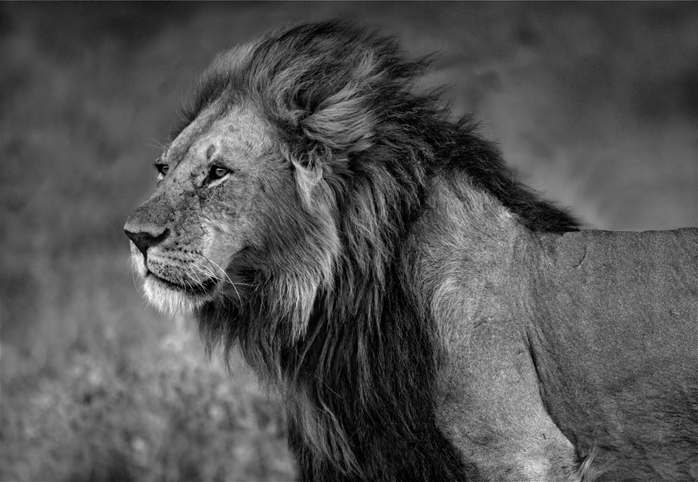  - Lion_wind_100x70cm_imagen